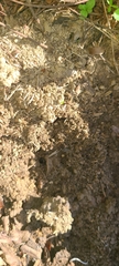 Anochetus