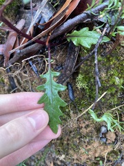 Arrhenechthites mixtus