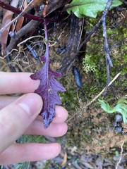 Arrhenechthites mixtus