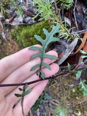 Arrhenechthites mixtus