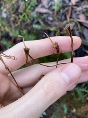 Arrhenechthites mixtus