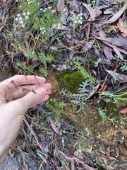 Arrhenechthites mixtus