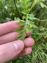 Grevillea acanthifolia