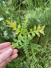 Grevillea acanthifolia