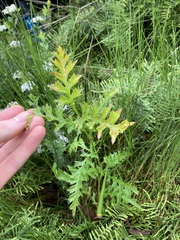 Grevillea acanthifolia