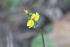 Youngia japonica