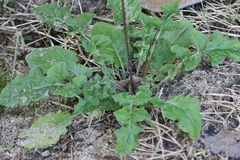 Youngia japonica