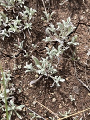 Hesperevax sparsiflora