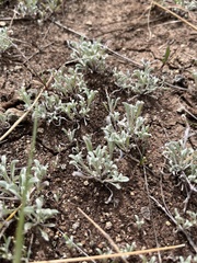 Hesperevax sparsiflora