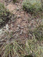 Hesperevax sparsiflora