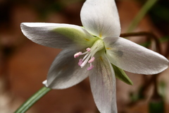 Claytonia virginica