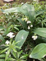 Convallaria