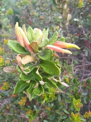 Siphocampylus columnae