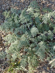 Chaenactis artemisiifolia