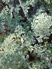 Chaenactis artemisiifolia