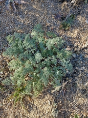 Chaenactis artemisiifolia