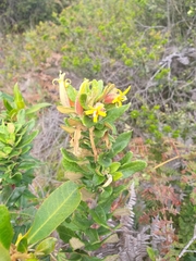 Siphocampylus columnae