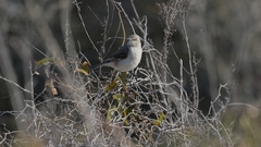 Mimus polyglottos image