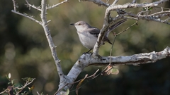Mimus polyglottos image