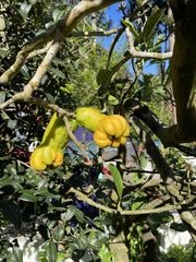 Citrus medica sarcodactylis