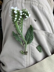 Heliotropium steudneri