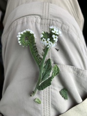 Heliotropium steudneri