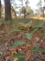 Croton argyranthemus