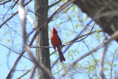 Cardinalis cardinalis cardinalis