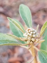 Croton argyranthemus