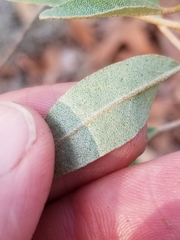 Croton argyranthemus