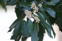 Prunus caroliniana