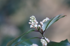 Prunus caroliniana