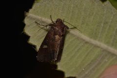 Neumichtis adamantina