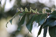 Prunus caroliniana