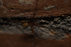 Austrochilus franckei