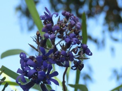 Billardiera variifolia
