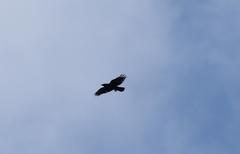 Corvus