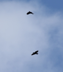 Corvus