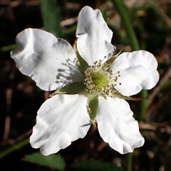 Rubus trivialis image