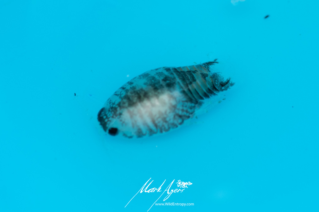 Pseudolana