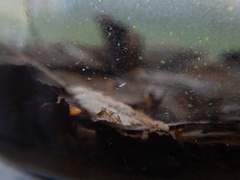 Macrostomum