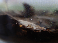 Macrostomum