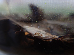 Macrostomum