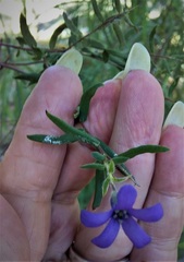 Billardiera variifolia