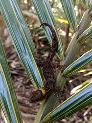 Dactylocnemis pacificus