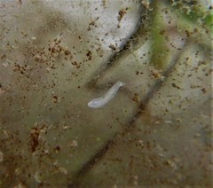 Macrostomum