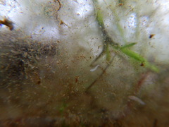 Macrostomum