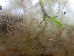 Macrostomum