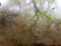 Macrostomum