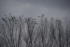 Columba palumbus